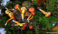 Hygrocybe calciphila.jpg